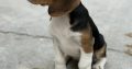 ðŸ¾ðŸ¶Foot Beagle PupsðŸ¶ðŸ¾