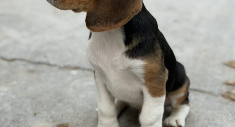 ðŸ¾ðŸ¶Foot Beagle PupsðŸ¶ðŸ¾