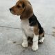 ðŸ¾ðŸ¶Foot Beagle PupsðŸ¶ðŸ¾