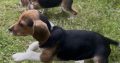 ðŸ¾ðŸ¶Foot Beagle PupsðŸ¶ðŸ¾