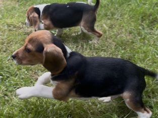 ðŸ¾ðŸ¶Foot Beagle PupsðŸ¶ðŸ¾