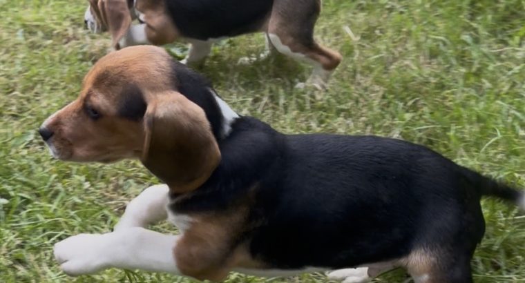 ðŸ¾ðŸ¶Foot Beagle PupsðŸ¶ðŸ¾