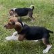 ðŸ¾ðŸ¶Foot Beagle PupsðŸ¶ðŸ¾