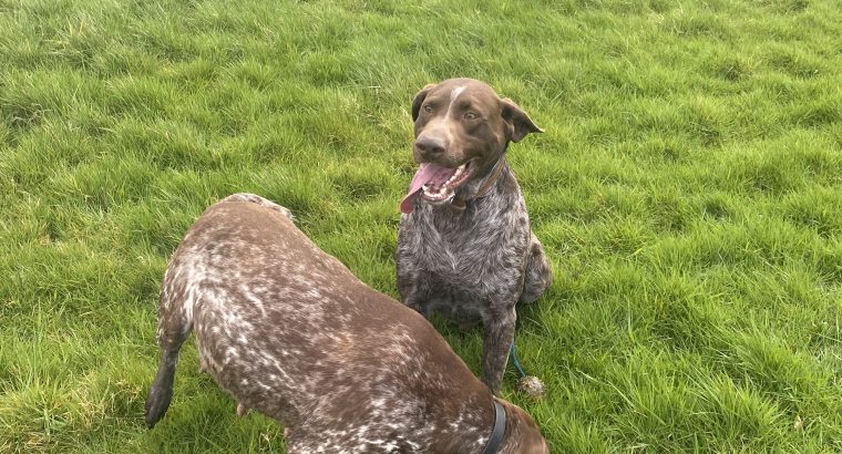 Pedigree Short Haired German Pointers Puppies