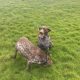 Pedigree Short Haired German Pointers Puppies