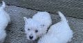 West Highland Terriers