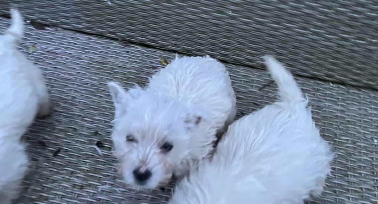 West Highland Terriers