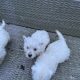 West Highland Terriers
