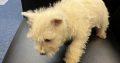 West Highland Terriers