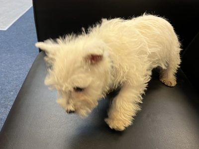 West Highland Terriers