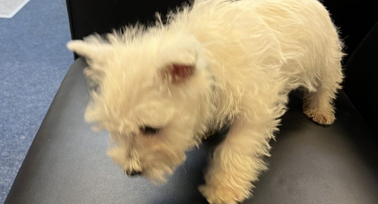 West Highland Terriers
