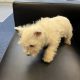 West Highland Terriers