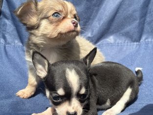 ðŸ’–chihuahua girls ðŸ’—