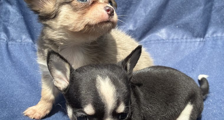 ðŸ’–chihuahua girls ðŸ’—