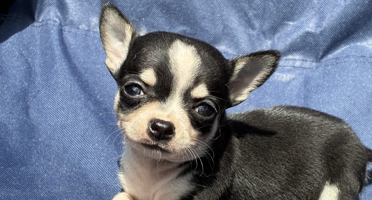 ðŸ’–chihuahua girls ðŸ’—