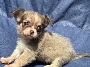 ðŸ’–chihuahua girls ðŸ’—
