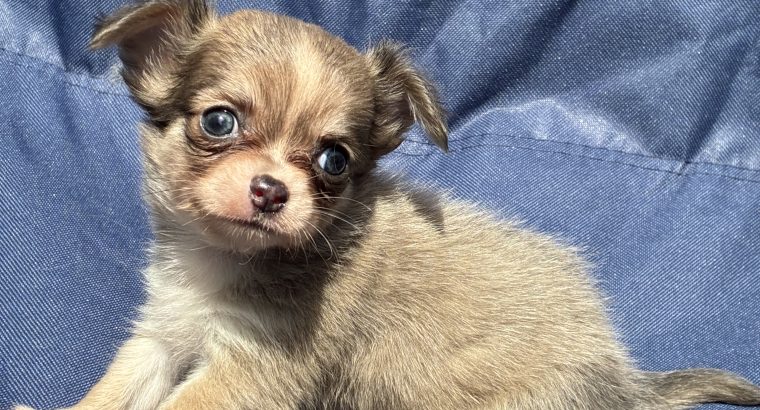ðŸ’–chihuahua girls ðŸ’—
