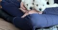 West Highland Terriers