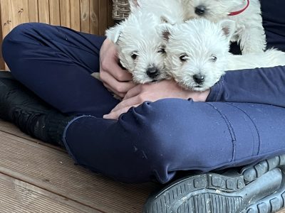 West Highland Terriers