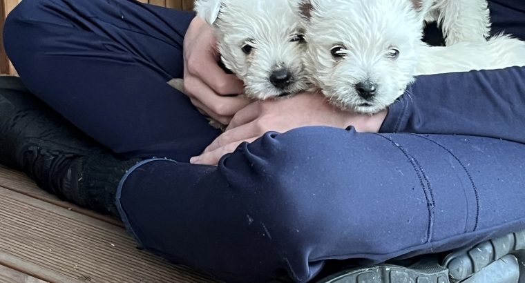 West Highland Terriers