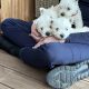 West Highland Terriers