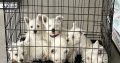 West Highland Terriers