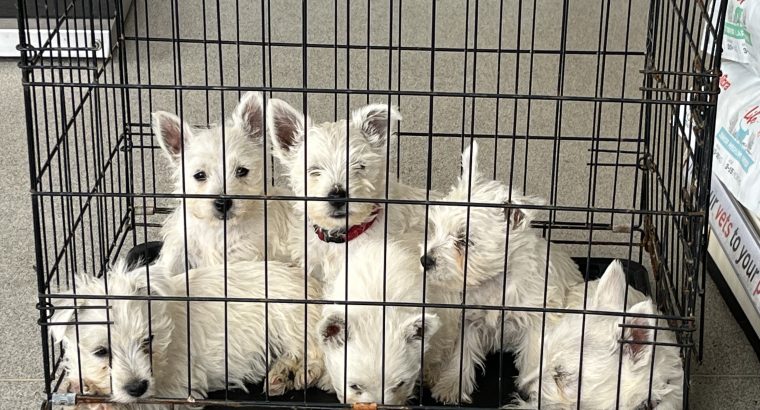 West Highland Terriers