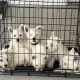 West Highland Terriers