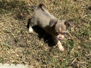 ðŸ’–chihuahua girls ðŸ’—