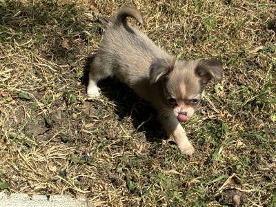 ðŸ’–chihuahua girls ðŸ’—