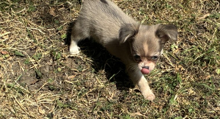 ðŸ’–chihuahua girls ðŸ’—