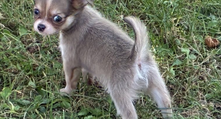 ðŸ’–chihuahua girls ðŸ’—