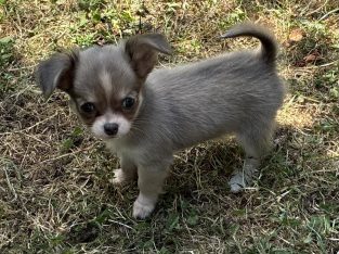 ðŸ’–chihuahua girls ðŸ’—