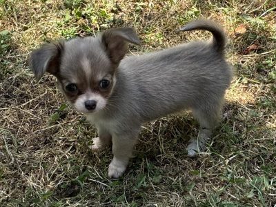 ðŸ’–chihuahua girls ðŸ’—