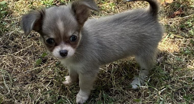 ðŸ’–chihuahua girls ðŸ’—