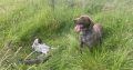 Pedigree Short Haired German Pointers Puppies