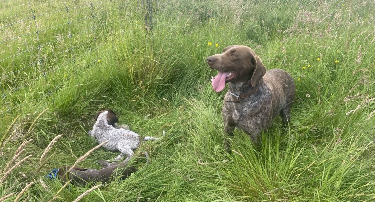 Pedigree Short Haired German Pointers Puppies