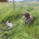 Pedigree Short Haired German Pointers Puppies