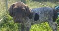 Pedigree Short Haired German Pointers Puppies