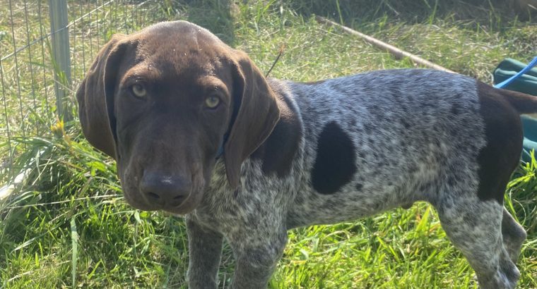 Pedigree Short Haired German Pointers Puppies