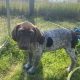 Pedigree Short Haired German Pointers Puppies