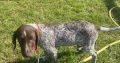Pedigree Short Haired German Pointers Puppies