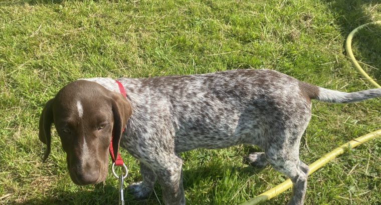 Pedigree Short Haired German Pointers Puppies