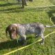 Pedigree Short Haired German Pointers Puppies