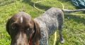 Pedigree Short Haired German Pointers Puppies