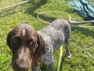 Pedigree Short Haired German Pointers Puppies