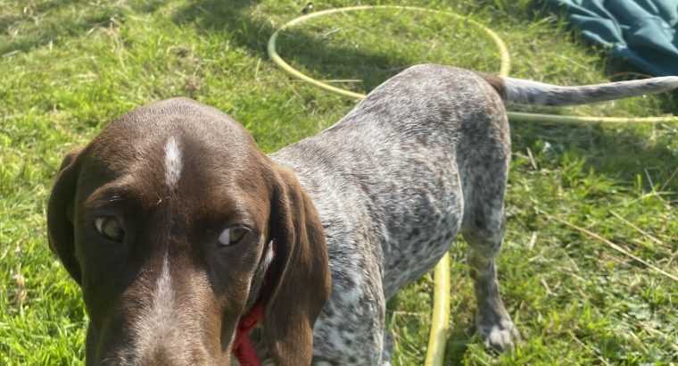 Pedigree Short Haired German Pointers Puppies