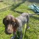 Pedigree Short Haired German Pointers Puppies