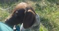 Pedigree Short Haired German Pointers Puppies