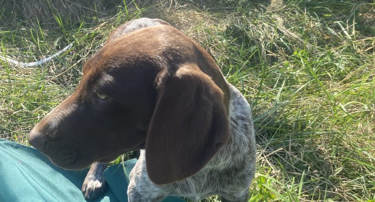 Pedigree Short Haired German Pointers Puppies